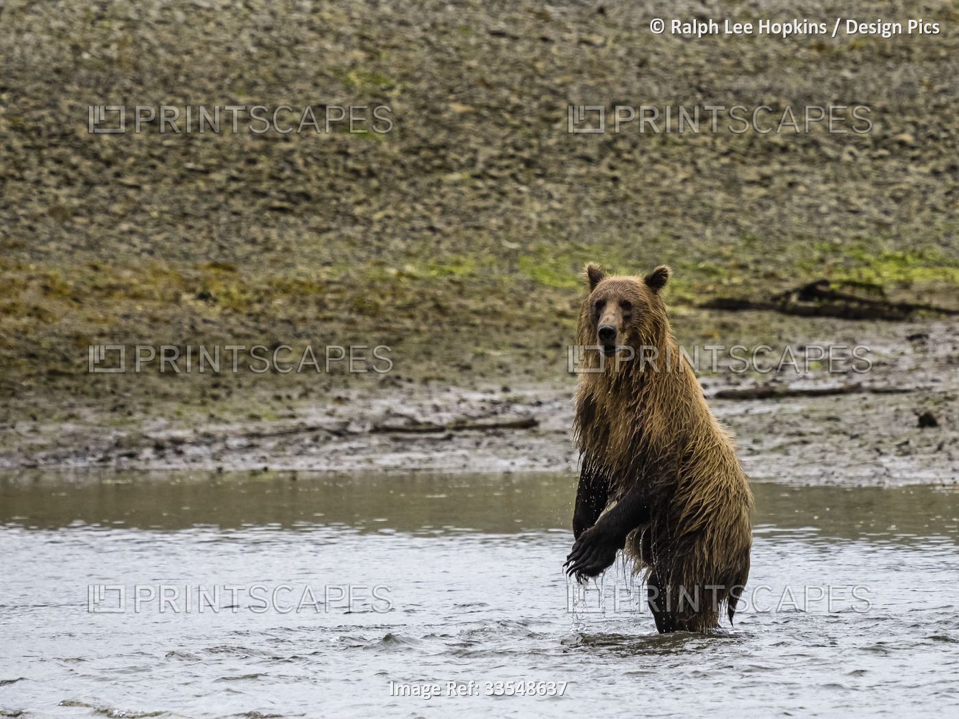 Coastal Brown Bear (Ursus arctos horribilis) standing on hind legs in the water ...