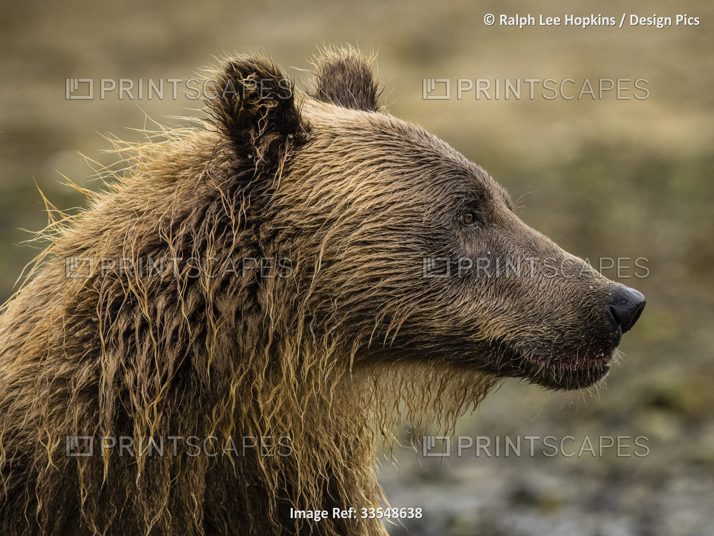 Close-up portrait of a Coastal Brown Bear (Ursus arctos horribilis) in Kinak ...
