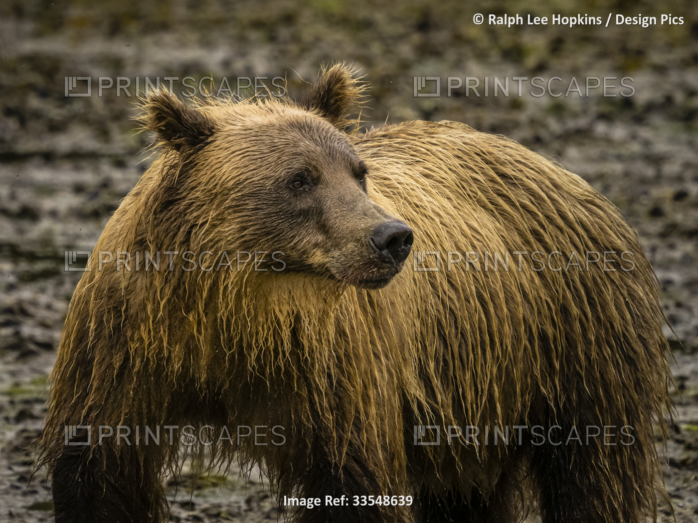 Portrait of a Coastal Brown Bear (Ursus arctos horribilis) on the beach fishing ...