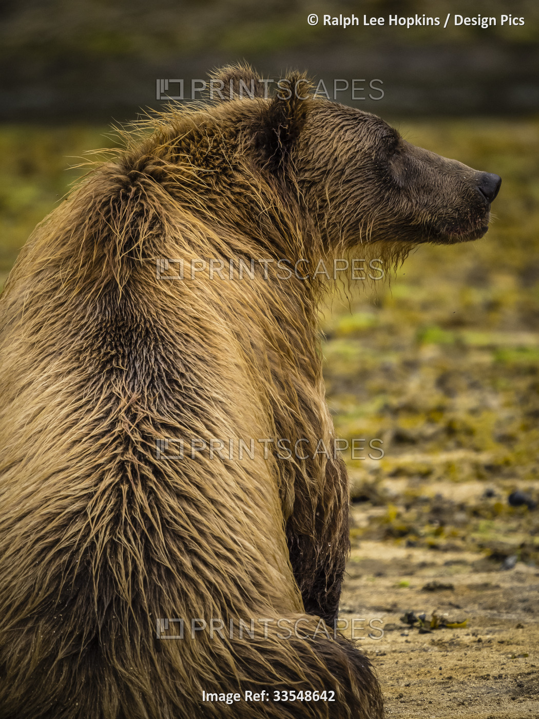 View taken from behind of a Coastal Brown Bear (Ursus arctos horribilis) ...