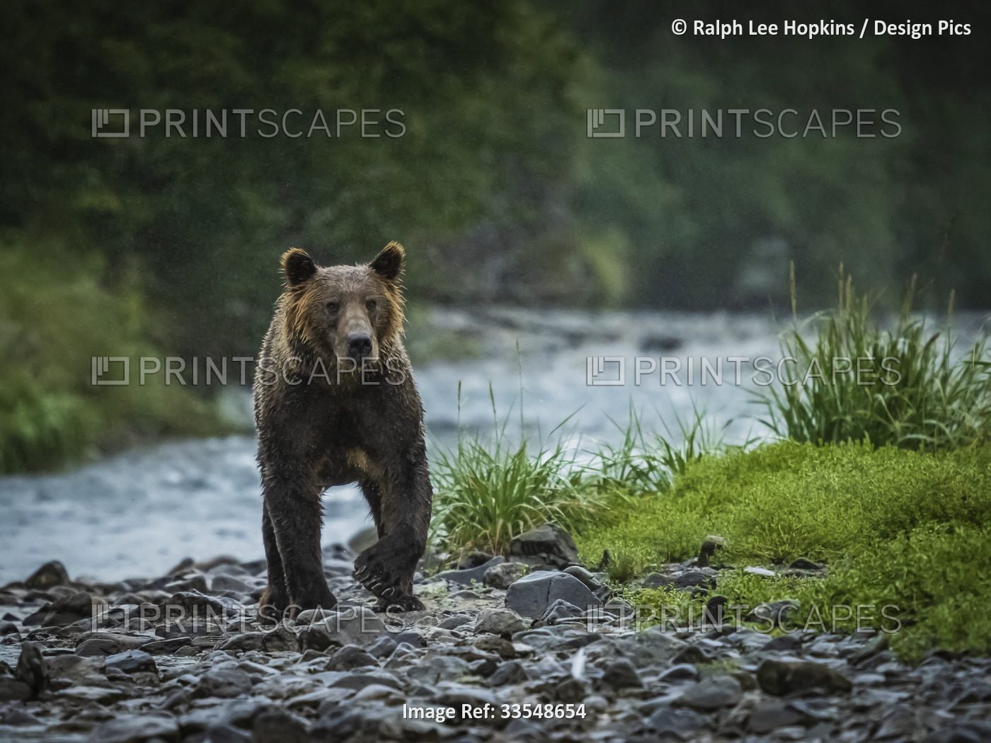 Coastal Brown Bear (Ursus arctos horribilis) walking along the rocky shore ...