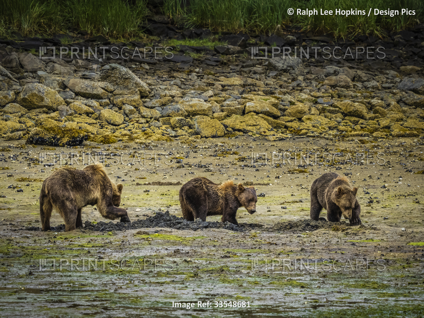 Coastal Brown Bears (Ursus arctos horribilis) grazing and digging clams at low ...