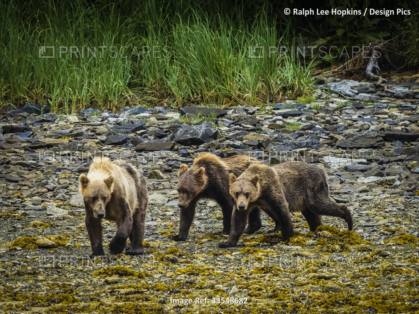 Coastal Brown Bears (Ursus arctos horribilis) waling along the rocky shore ...