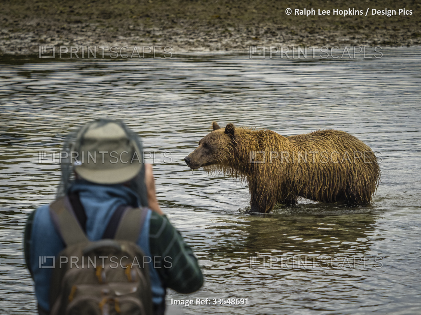 Close encounter with Coastal Brown Bear (Ursus arctos horribilis) in Kinak Bay, ...