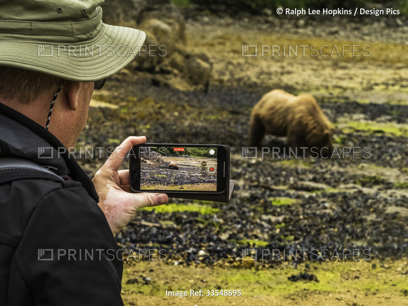 Man holding a smart phone photographs a Coastal Brown Bear (Ursus arctos ...