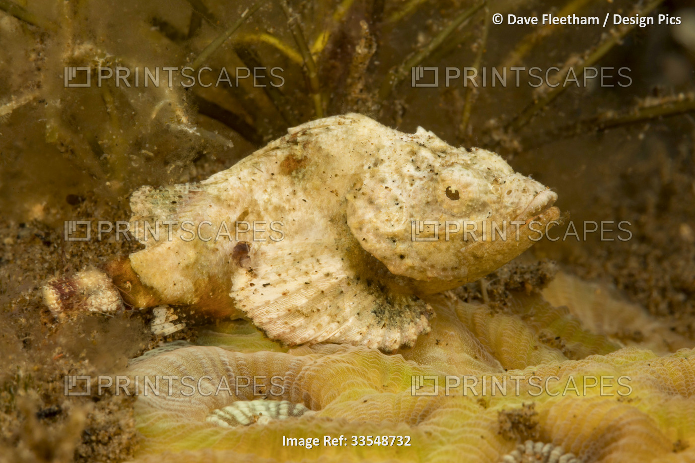 This juvenile devil scorpionfish (Scorpaenopsis diabolus) is less than an inch ...