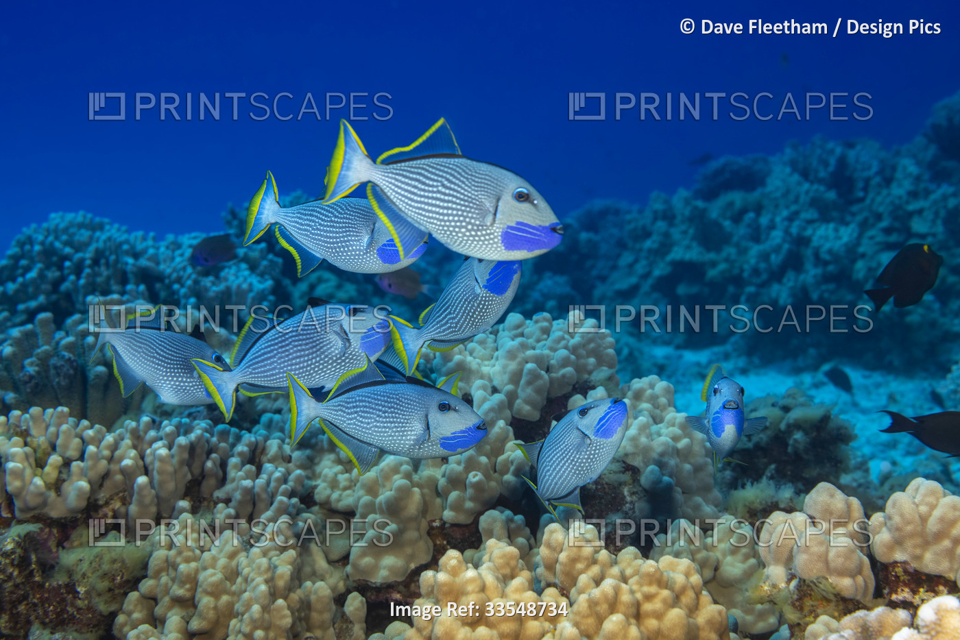 The gilded triggerfish (Xanthichthys auromarginatus) usually spend a great deal ...