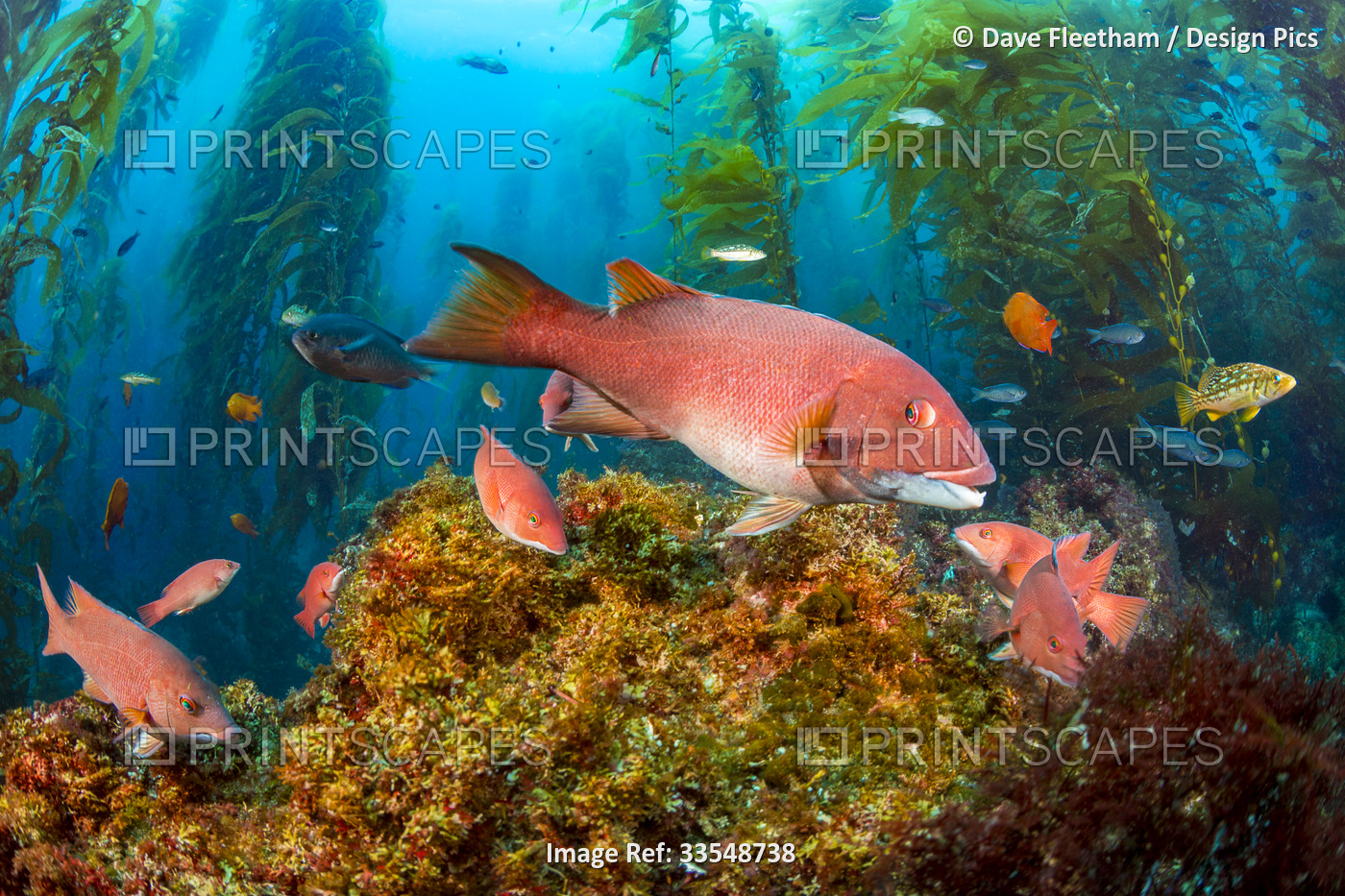 A female sheephead (Semicossyphus pulcher) and miscellaneous reef fish, are ...