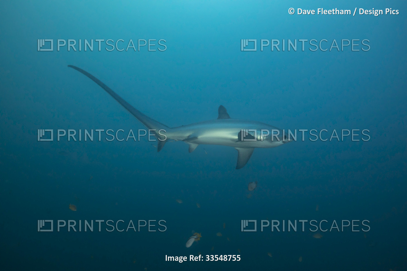 There are three species of thresher sharks all characterized by the ...