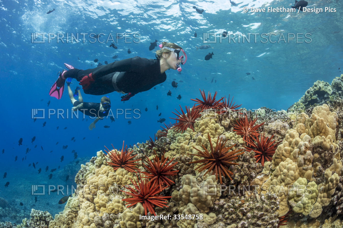 Slate pencil sea urchins (Heterocentrotus mammillatus) color the foreground of ...