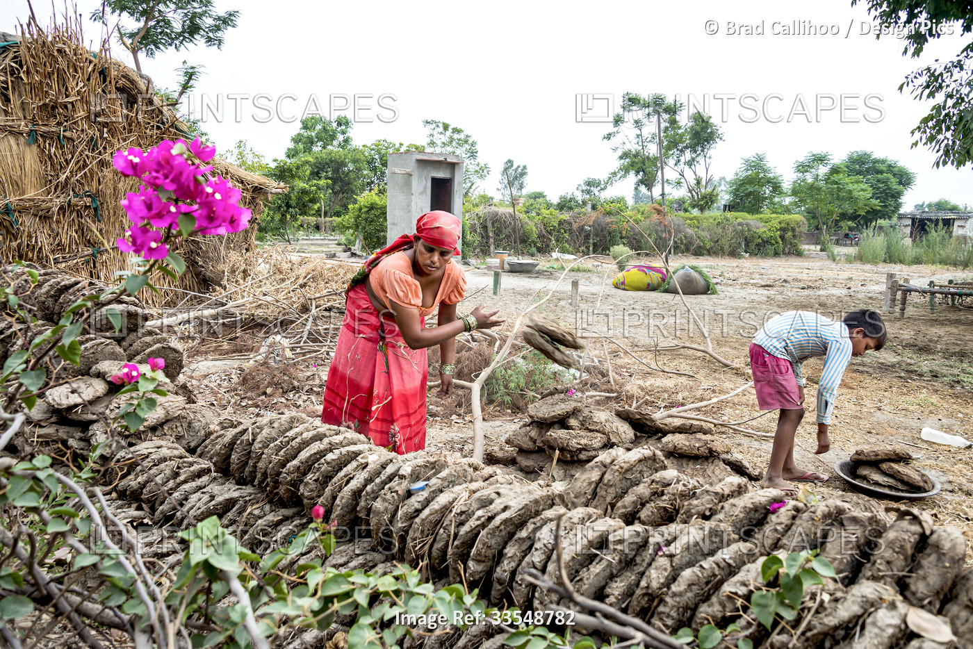 Mother and son working together with dried dung patties on a farm in India; ...