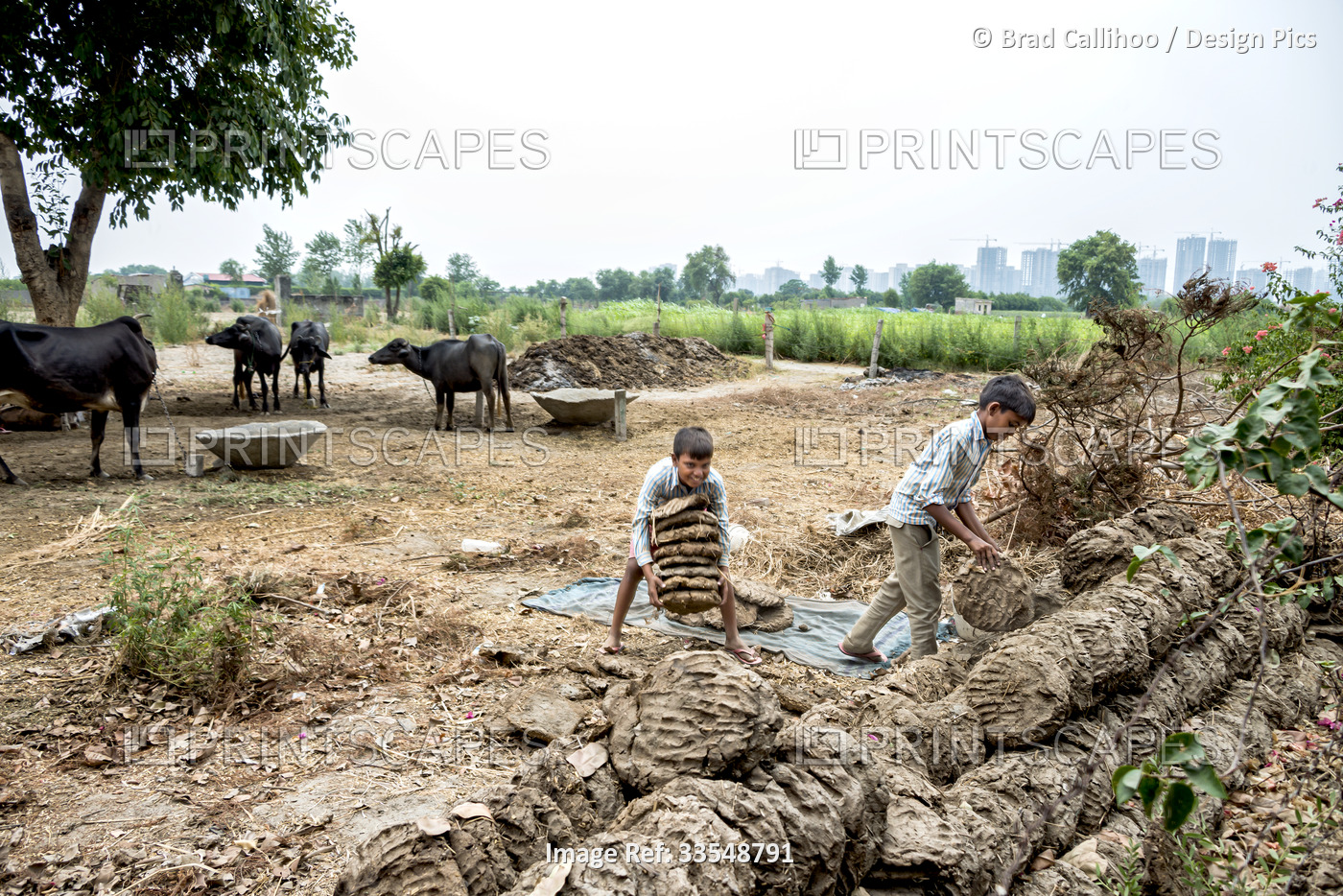 Children working with dried dung patties on a family farm with tethered cattle ...