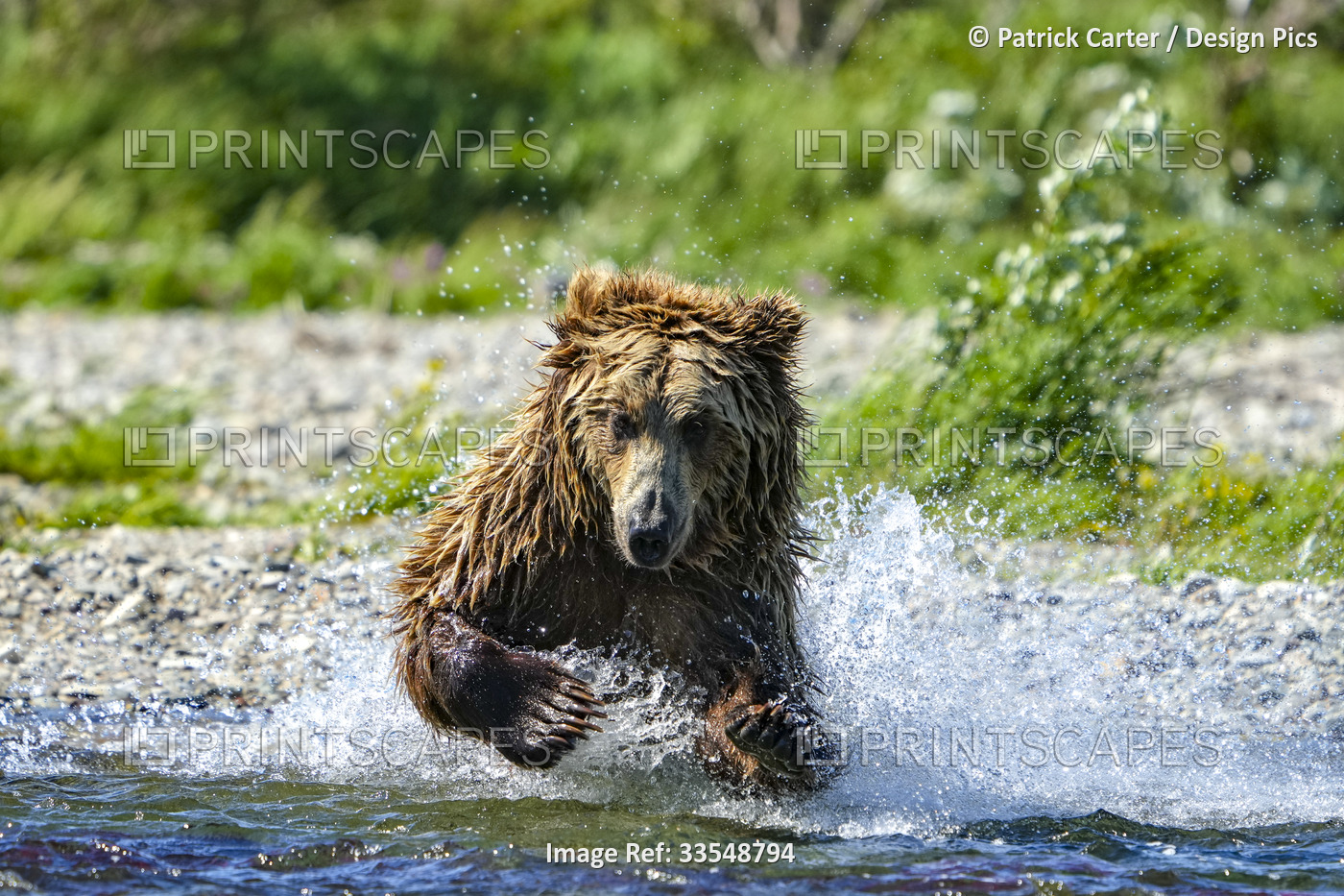 Close-up of a brown bear (Ursus arctos horribilis) pouncing in the water ...