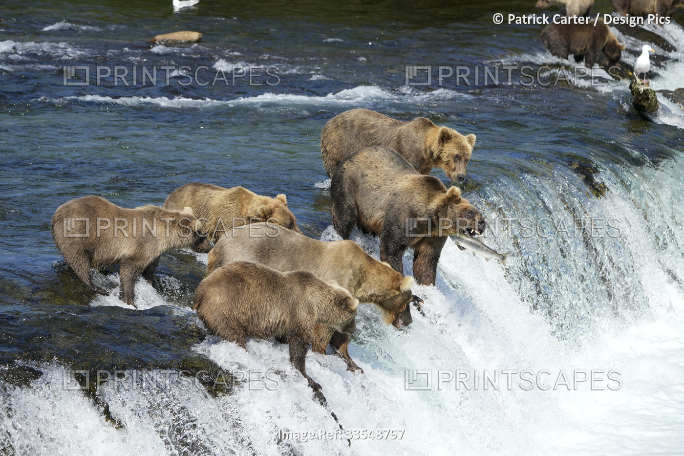 Brown bears with cubs (Ursus arctos horribilis) standing in the river on a ...