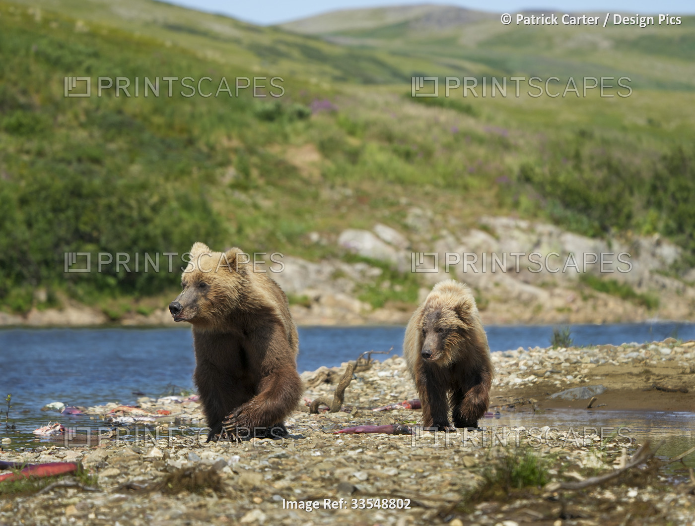Brown bear with cub (Ursus arctos horribilis) walking along the rocky shore of ...