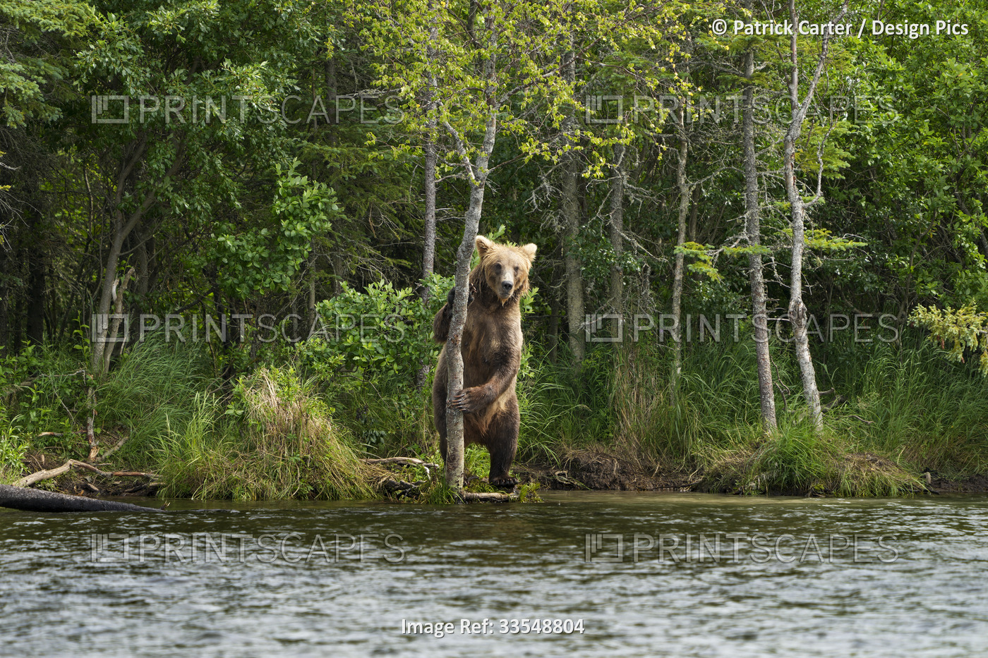 Brown bear (Ursus arctos horribilis) standing up on the shore next to a tree ...