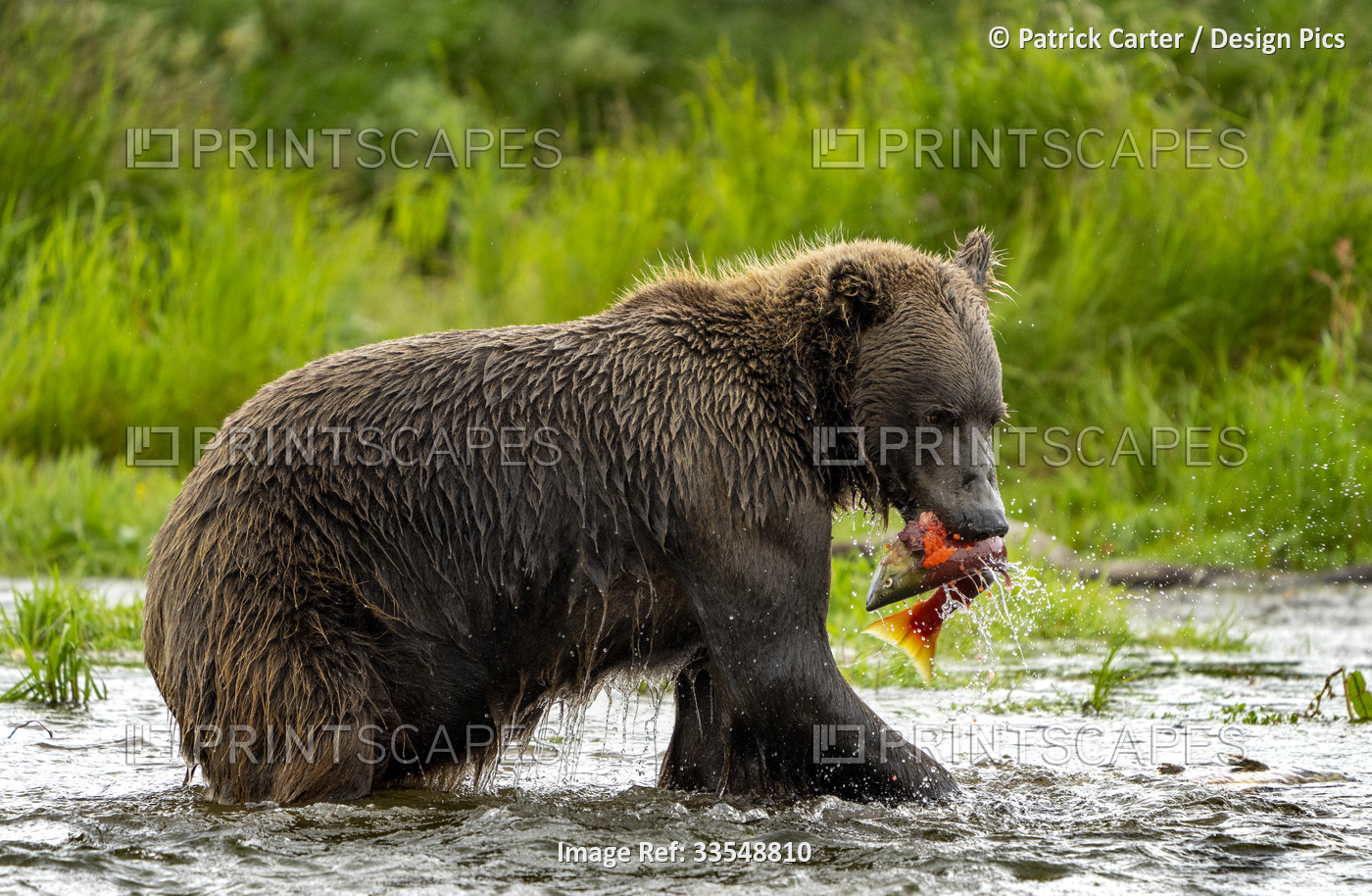 Brown bear (Ursus arctos horribilis) standing on the water along the shore of a ...