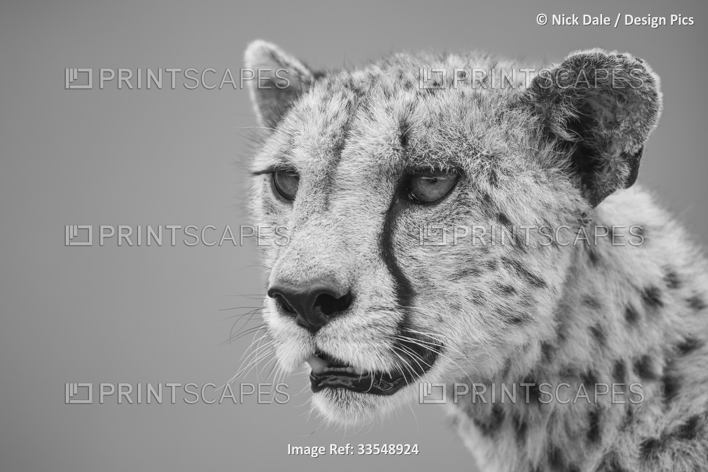 Close-up of a cheetah (Acinonyx jubatus), head and shoulders portrait of a ...