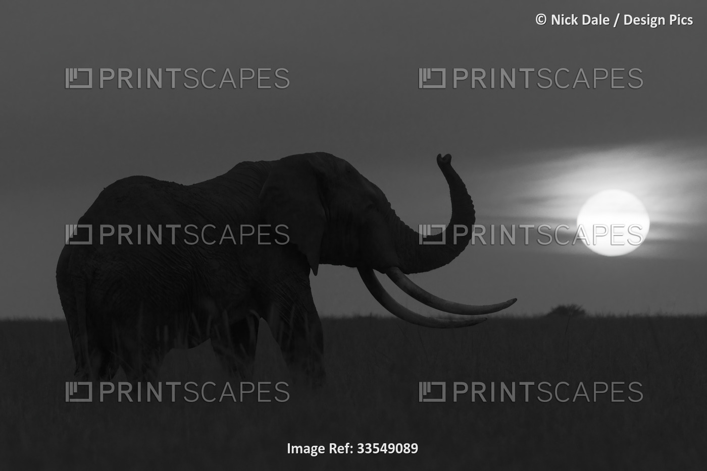 Silhouette of African bush elephant (Loxodonta africana) standing on the ...