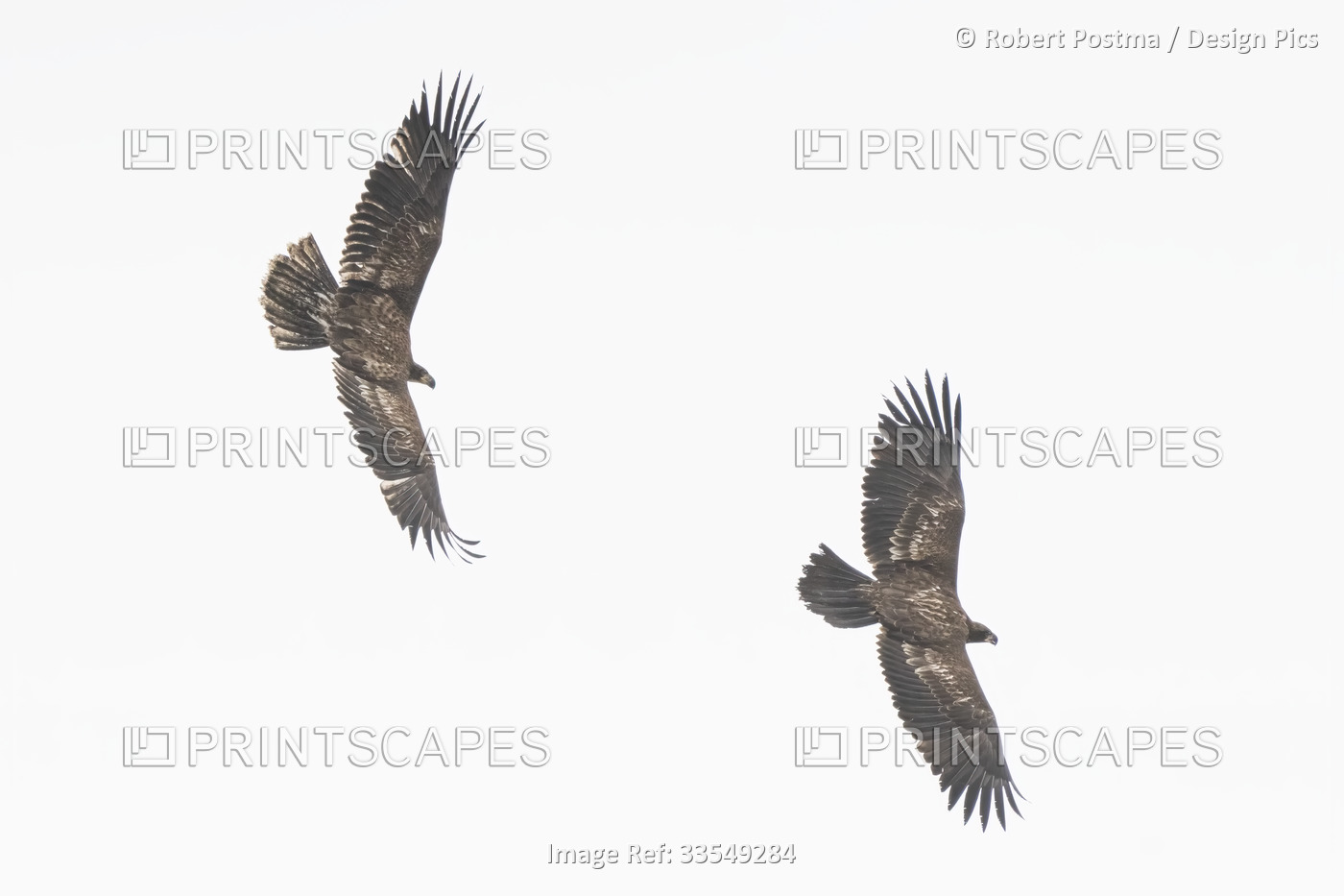 Two immature bald eagles (Haliaeetus leucocephalus) playing and chasing each ...