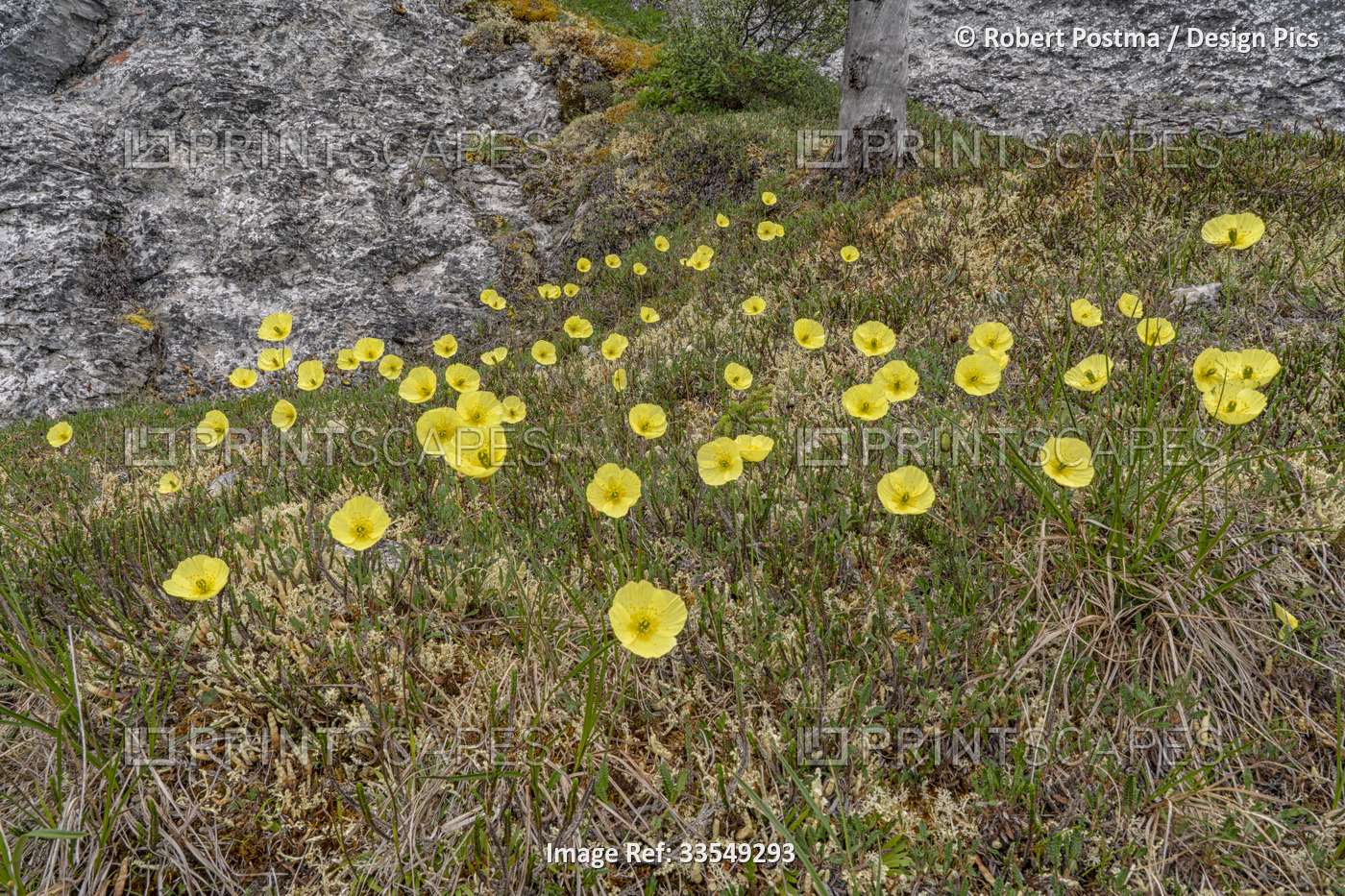 Close-up of yellow wildflowers on Sapper Hill, along the Dempster Highway; ...