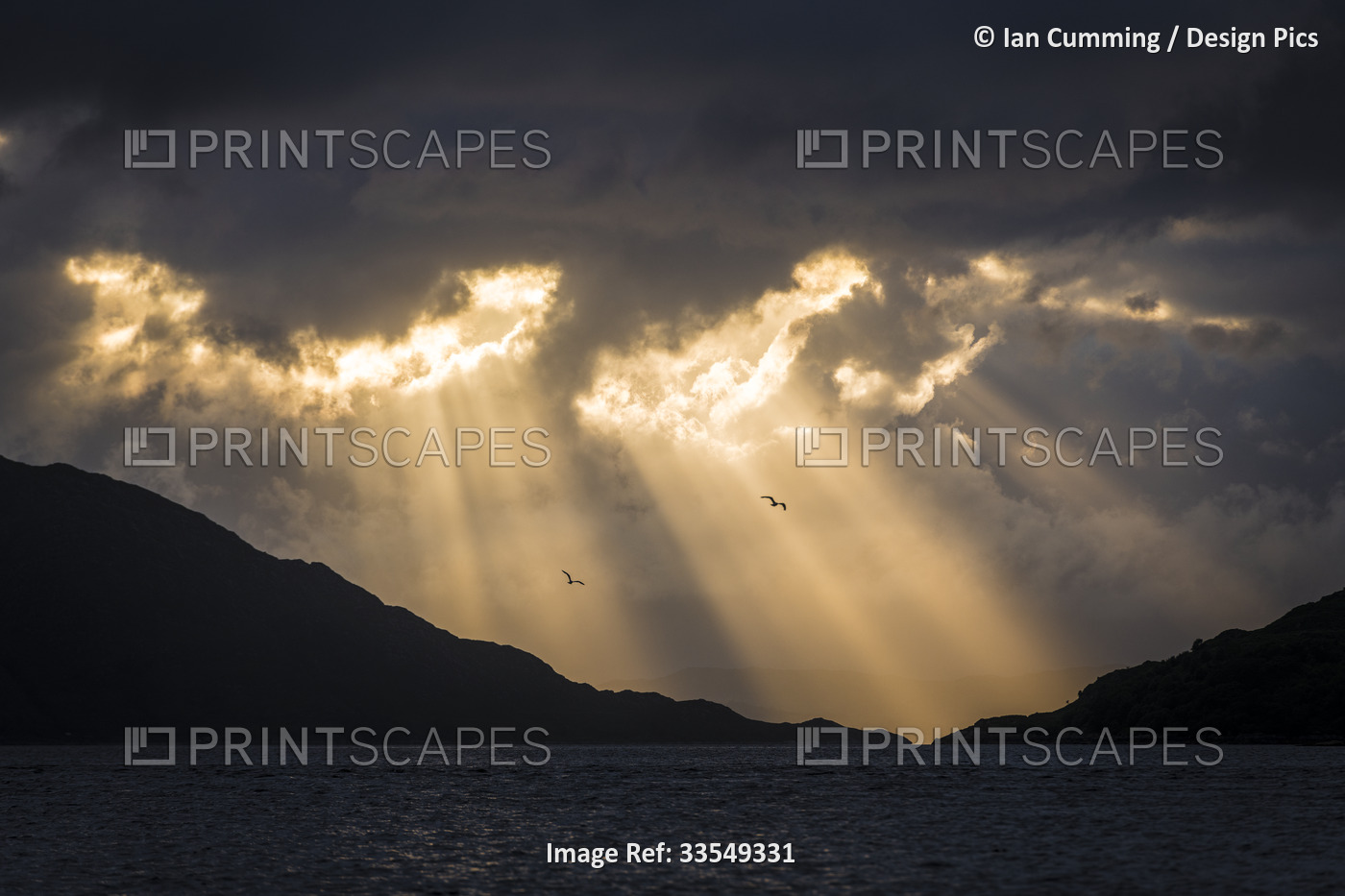 Silhouette of the mountains and herring gulls (Larus argentatus) flying over ...