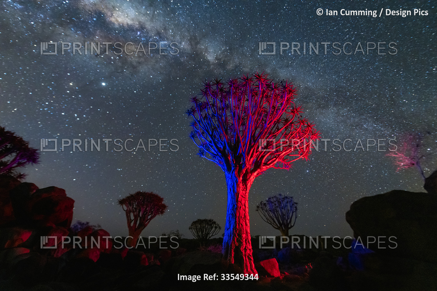 Quiver trees (Aloidendron dichotomum) under the Milky Way; Kunene Region, ...