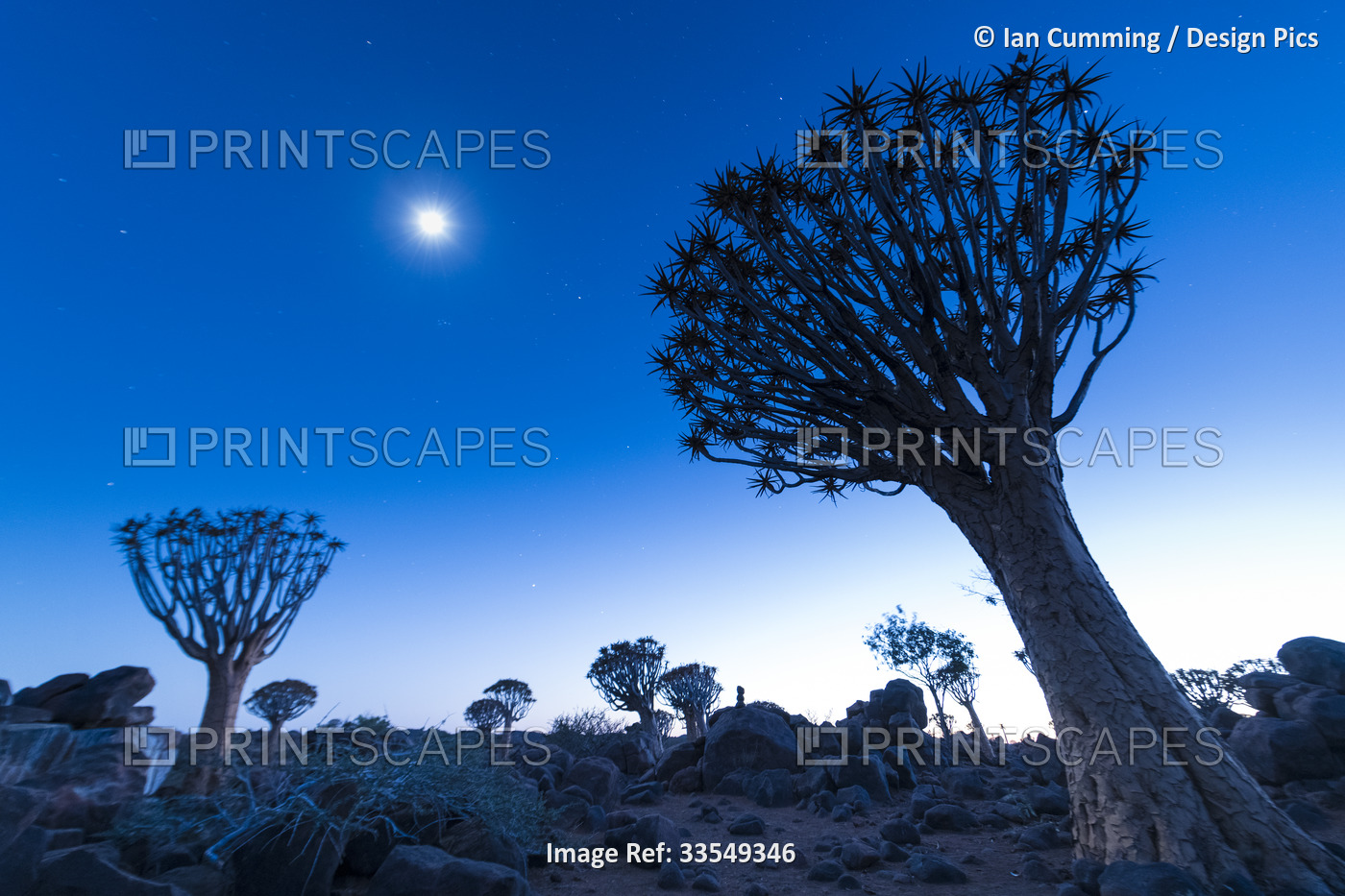 Quiver trees (Aloidendron dichotomum) and the moon before dawn in the Quiver ...