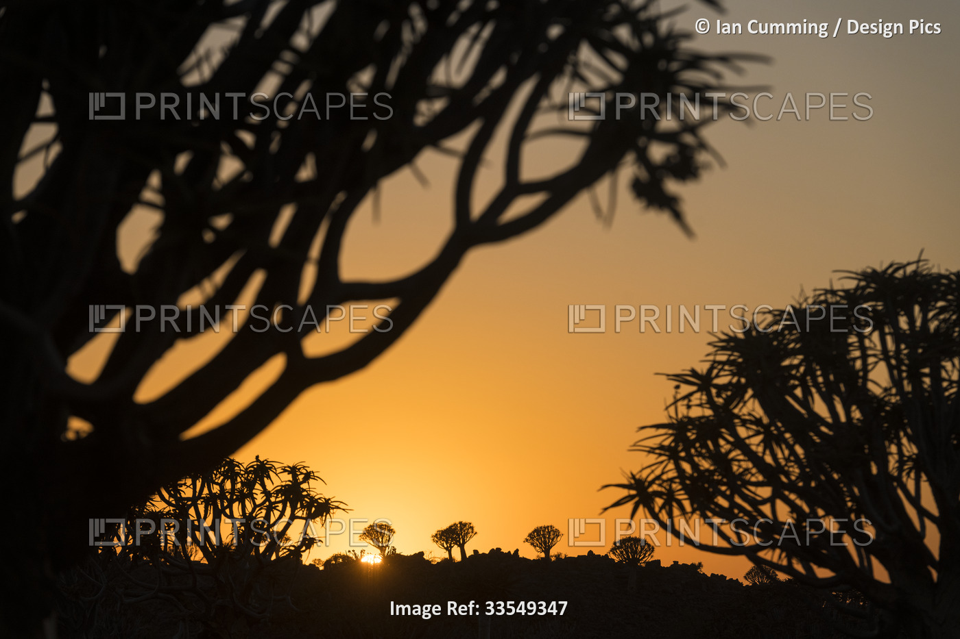 Dawn in the Quiver tree forest with silhouette of Quiver trees (Aloidendron ...