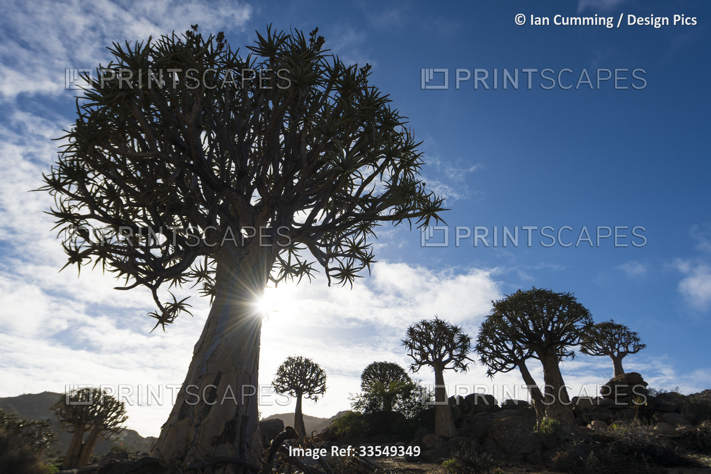 Quiver trees (Aloidendron dichotomum) at dawn in Geogap Nature Reserve near ...