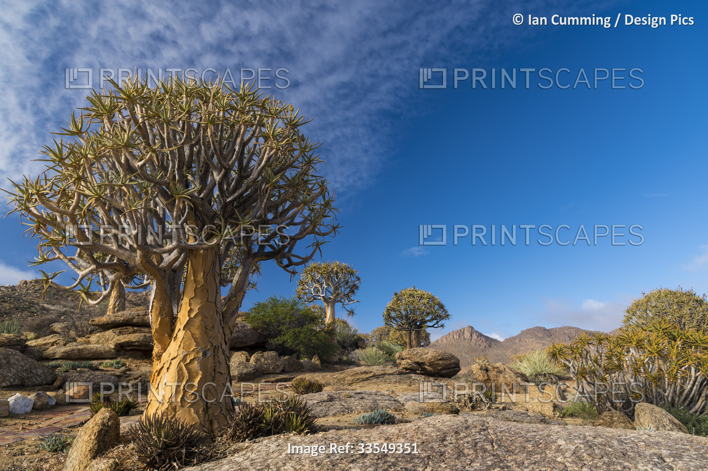 Quiver trees (Aloidendron dichotomum) in Geogap Nature Reserve near Springbok ...