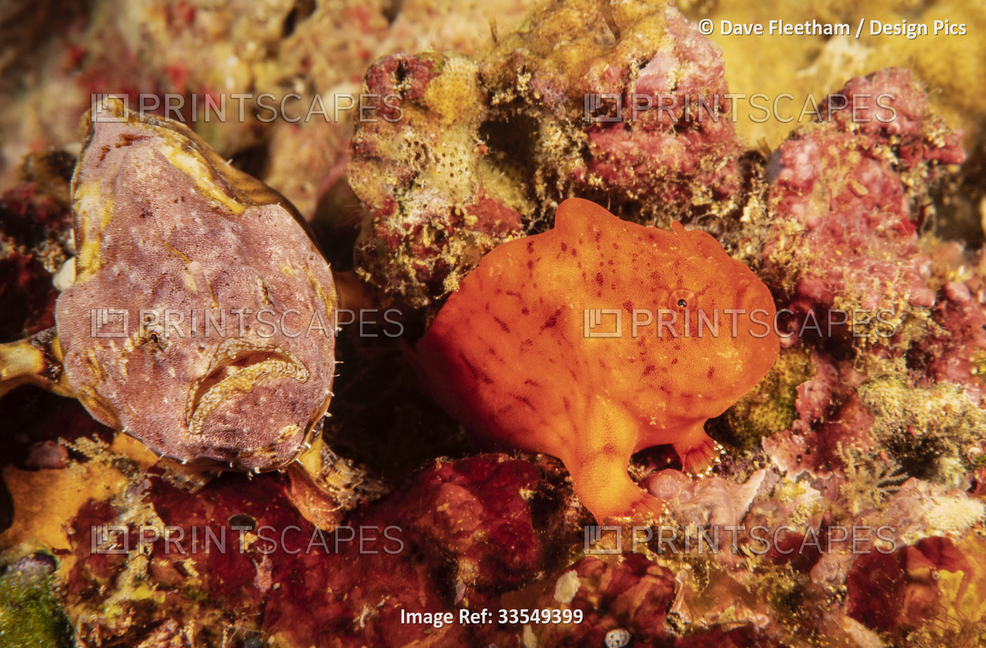 Despite the differences in appearance, both of these are Reticulated frogfish ...