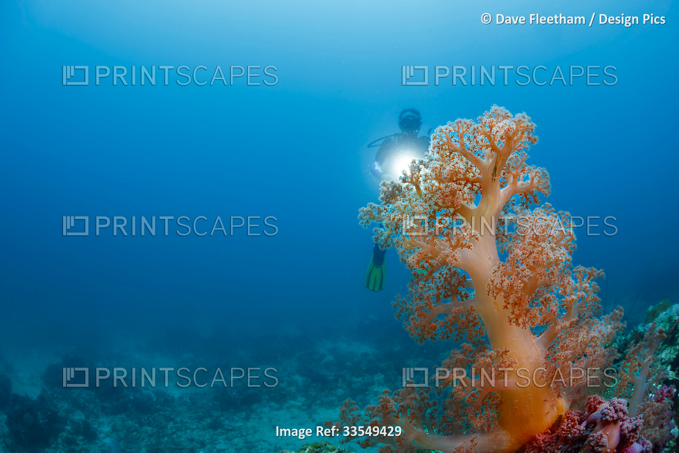 Diver and goby on a tree of alcyonarian soft coral off Gato Island in the ...
