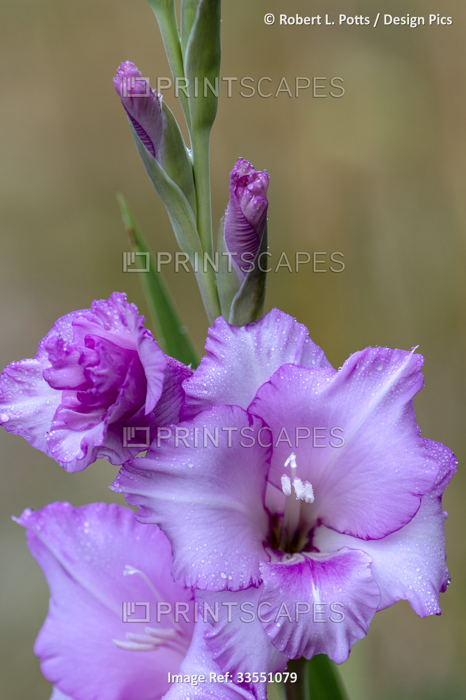 The colourful petals of a gladiolus blossom lends colour to an Oregon flower ...
