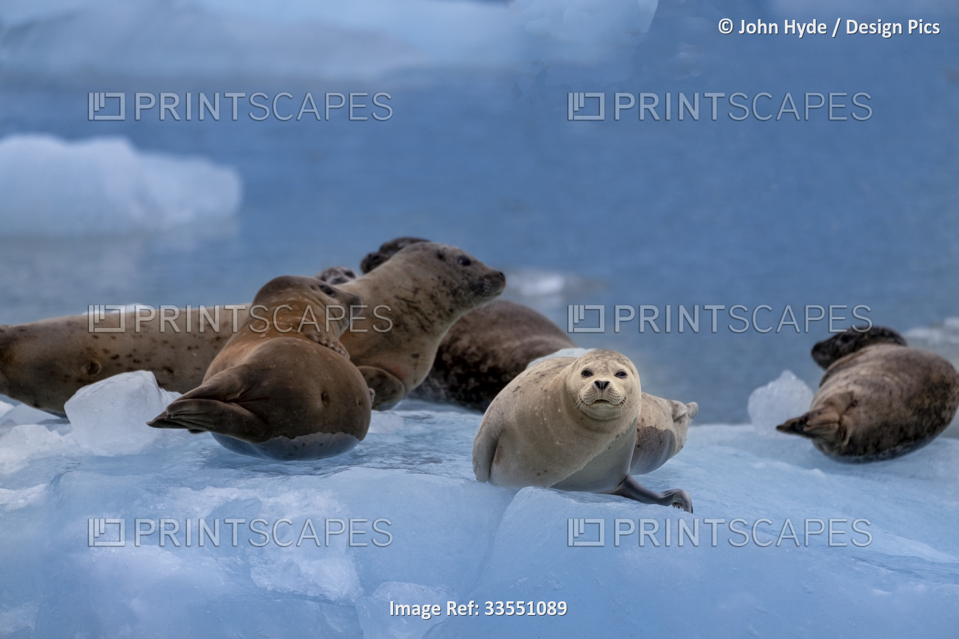 Portrait of harbor seals (Phoca vitulina) resting on an iceberg in Tracy Arm in ...