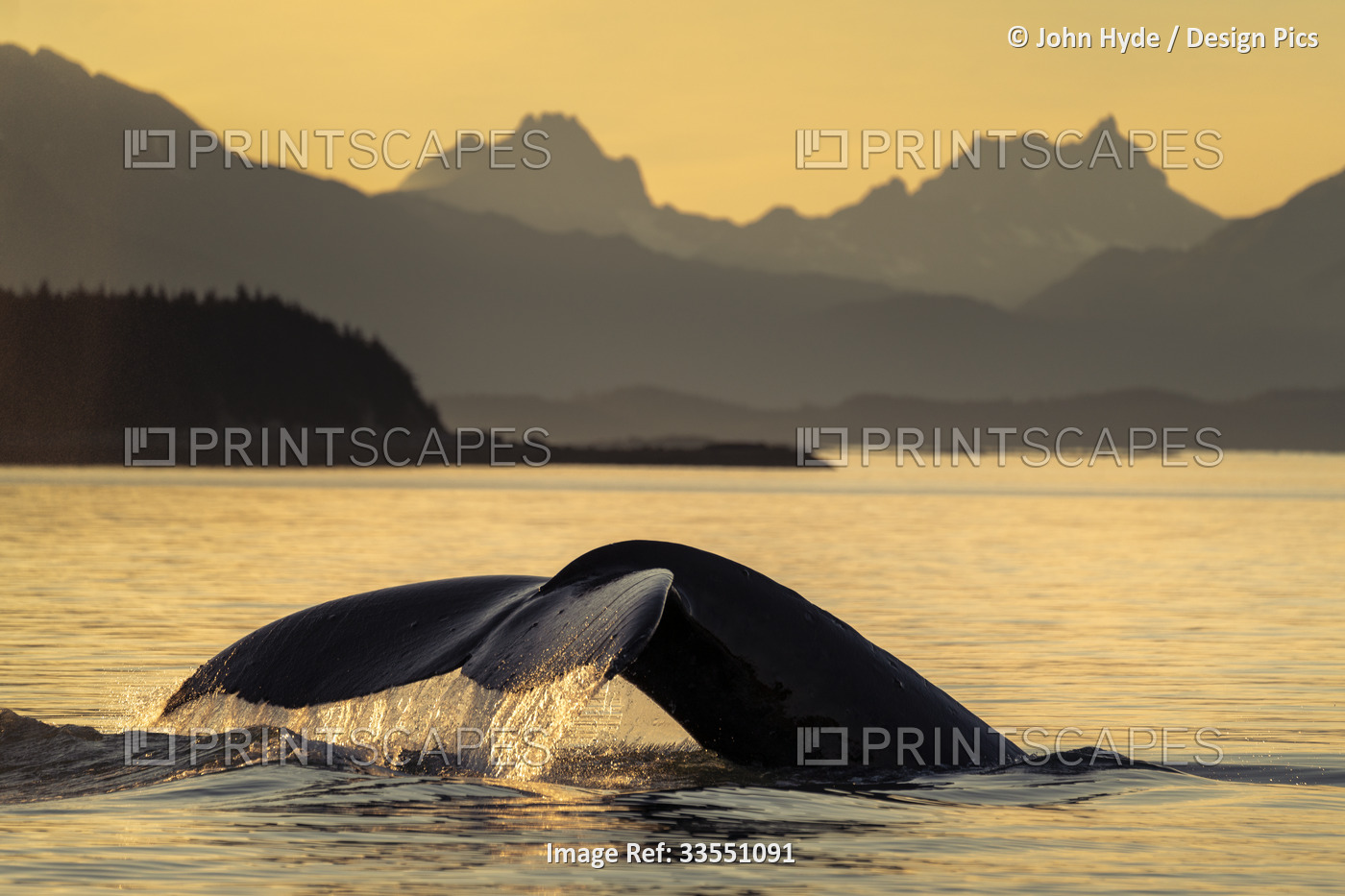 Humpback whale (Megaptera novaeangliae) surfacing at sunset, with water flowing ...
