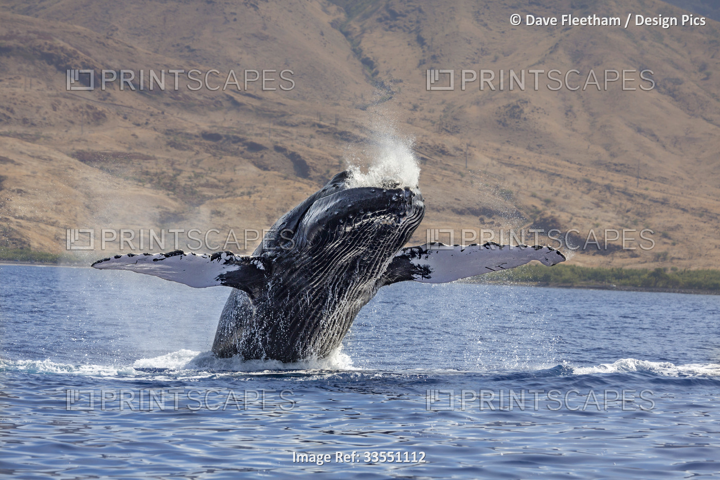 Breaching Humpback whale (Megaptera novaeangliae) with pectoral fins extended; ...
