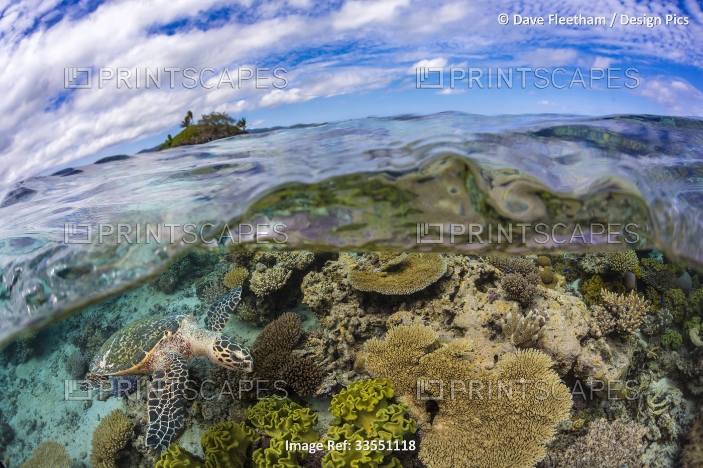 Split image of a Hawksbill sea turtle (Eretmochelys imbricata) inspecting a ...