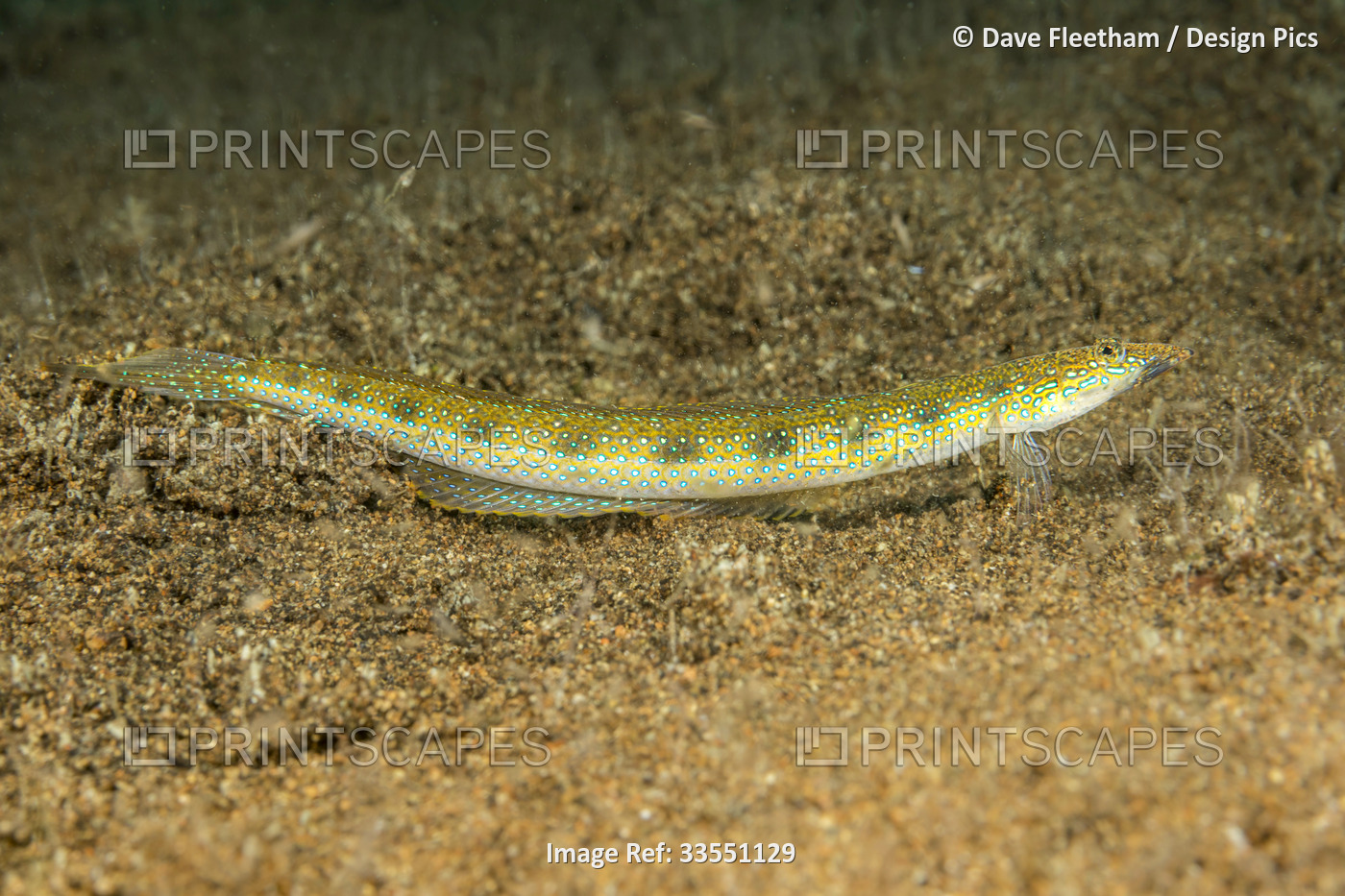The Spotted sand-diver (Trichonotus setiger) will disappear into the sand ...