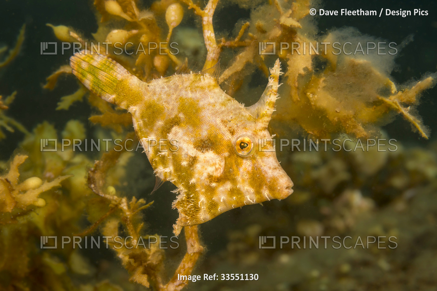 The Bristle-tailed filefish (Acreichthys tomentosus) is also referred to as the ...