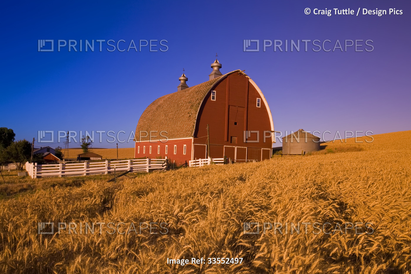 An old, red heritage barn in a golden wheat field in Steptoe in the Palouse ...