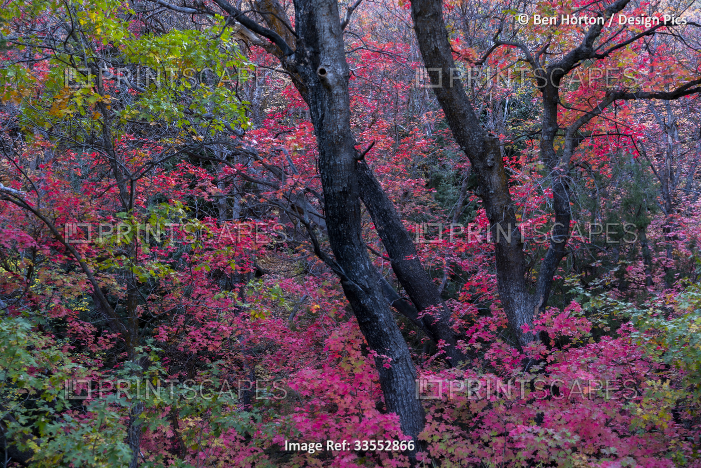Brilliant autumn colours on trees in a woodland; Richland, Utah, United States ...