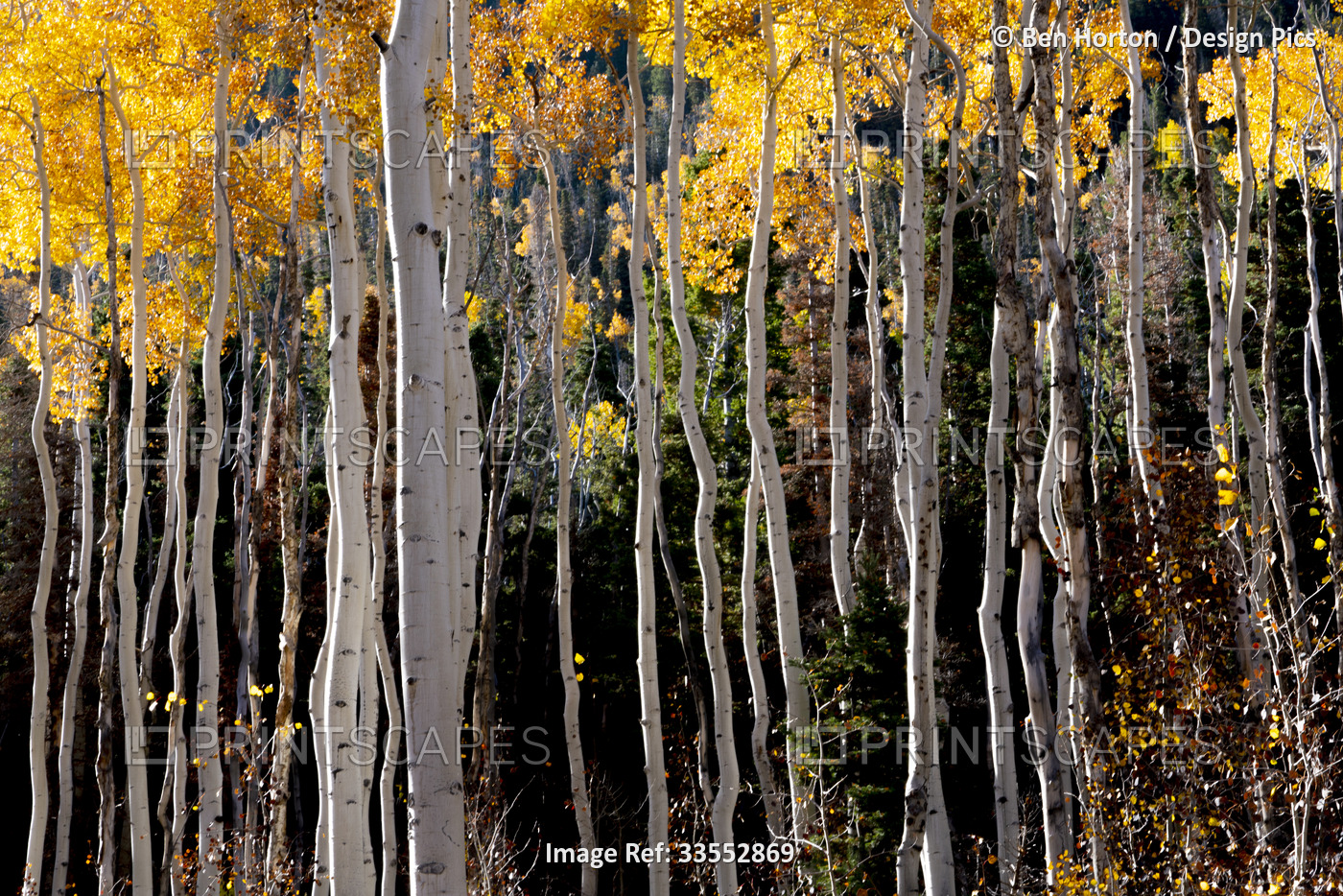Aspen trees show their fall colours; Richfield, Utah, United States of America