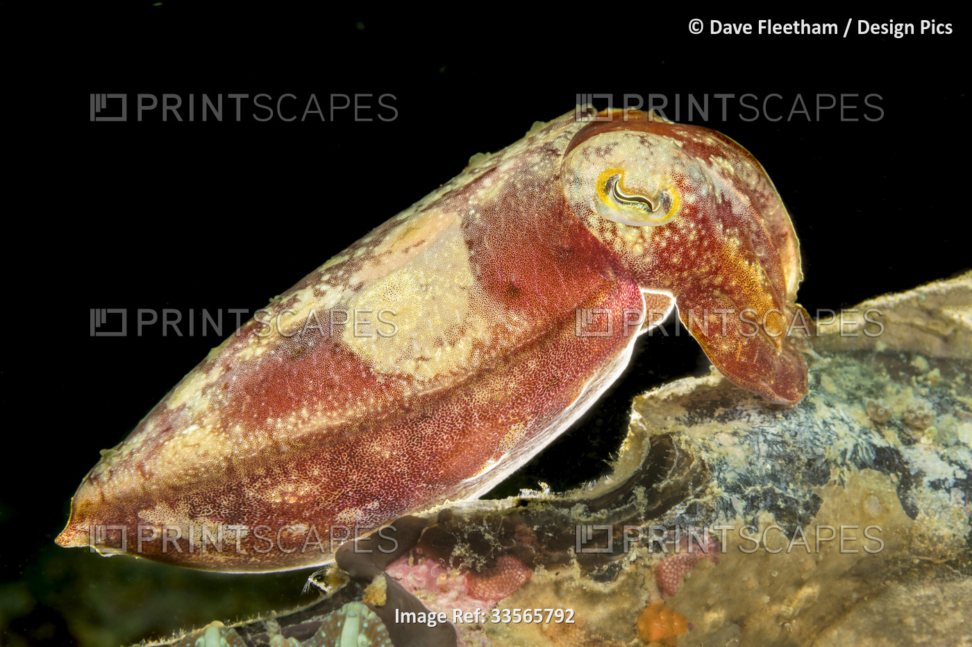 Broadclub cuttlefish (Sepia latimanus) at night; Philippines