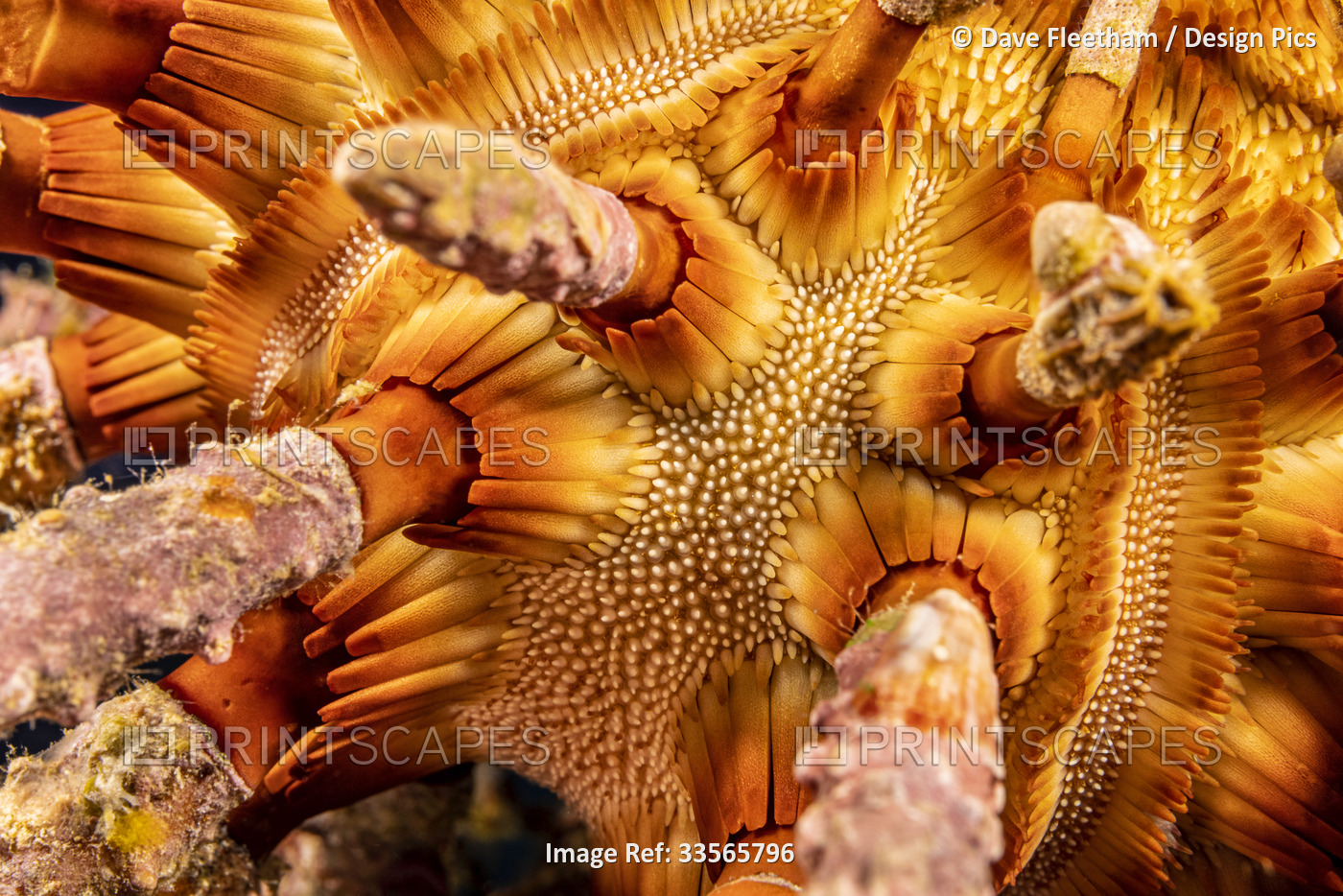 A close up look between the long thorny spines of the rough-spined urchin ...