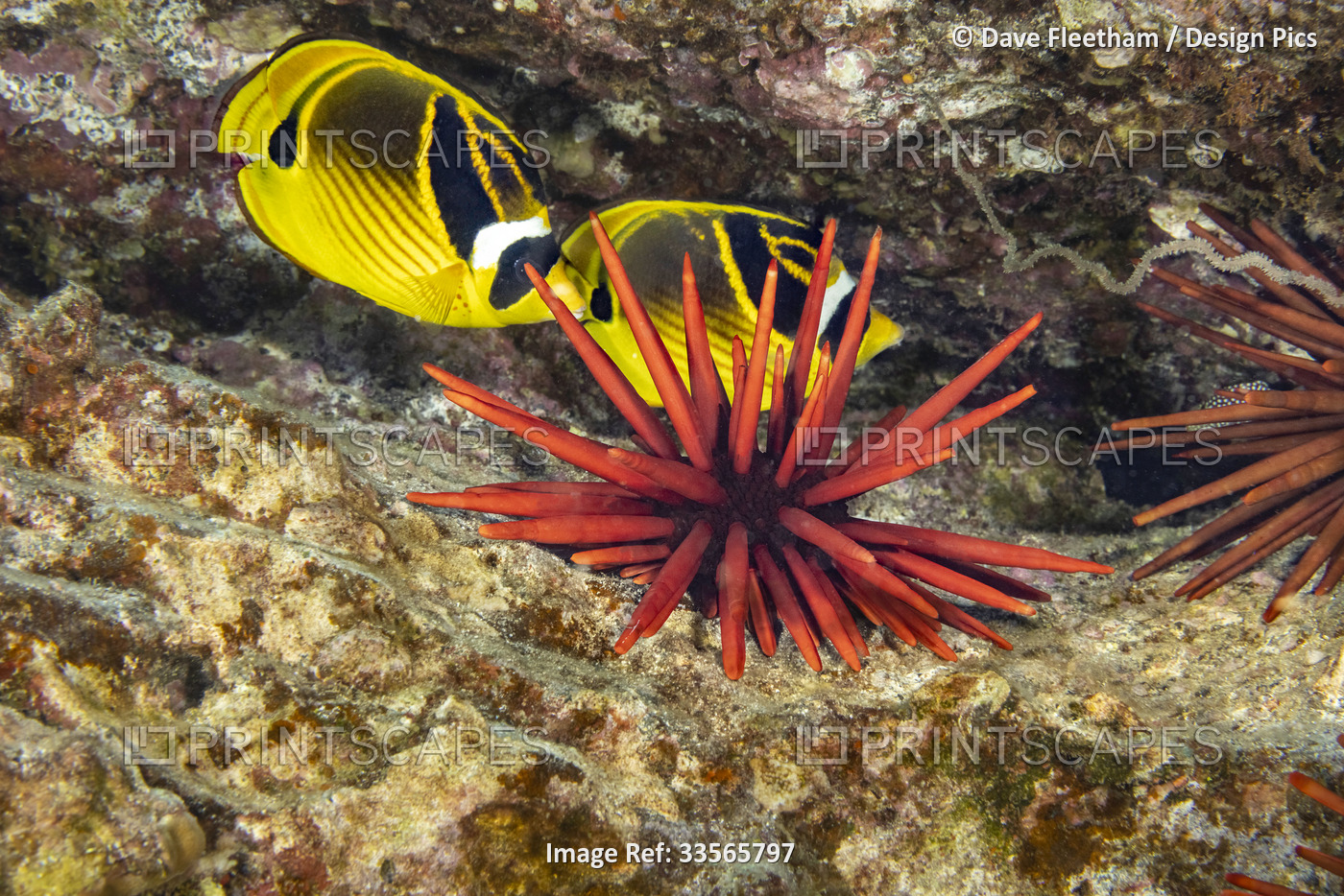 A pair of Raccoon butterflyfish (Chaetodon lunula) shelter in a crevice behind ...