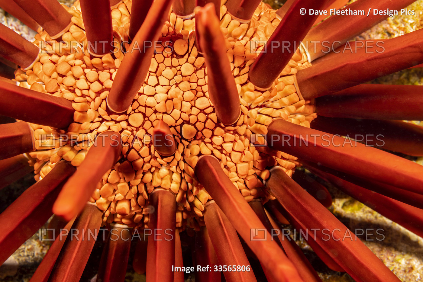 A close look between the spines of a slate pencil sea urchin (Heterocentrotus ...