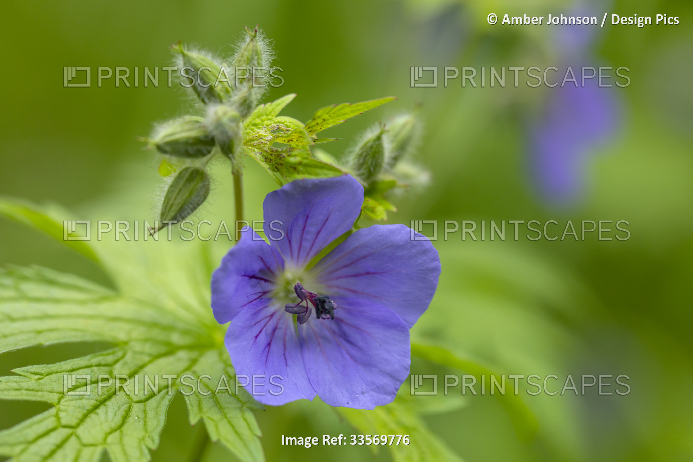 Close-up detail of purple, wild geraniums (Geranium erianthum) growing in ...