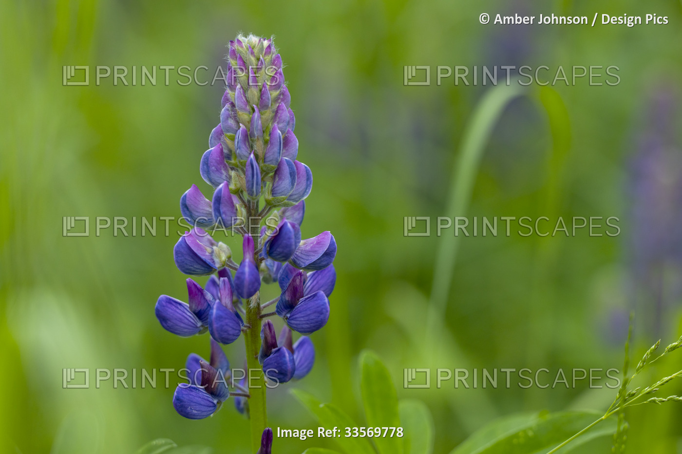 Close-up detail of wild, purple Nootka lupine (Lupinus nootkatensis) growing in ...