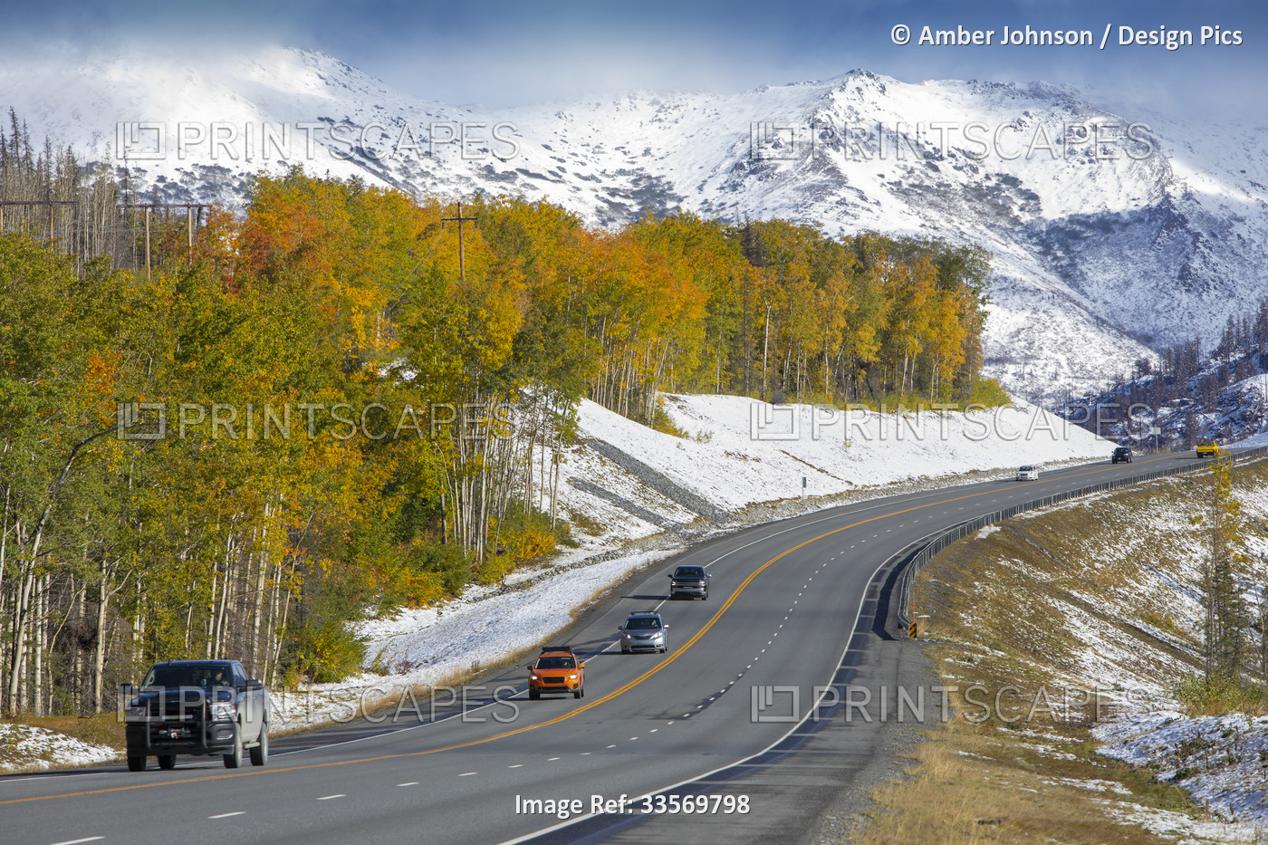 Aspen/birch trees with fall colors along the Sterling Highway, with cars ...